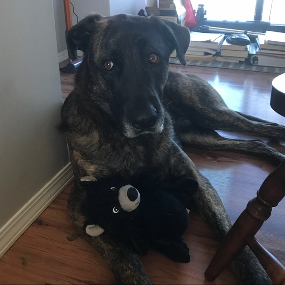 Meet your Posher, Teigan - Picture 1 of 1